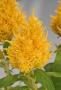 Seminte profesionale Celosia Plumosa - Creasta cocosului - imagine 48940